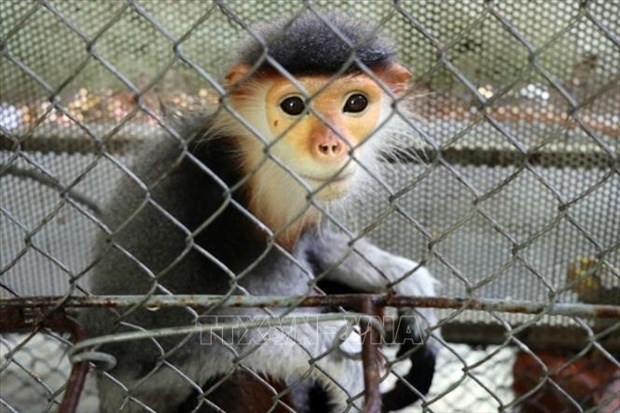 red-shanked douc released to the wild picture 1