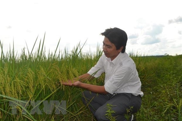 pan group entrusted with protection of st24 and st25 rice trademarks in int l markets picture 1