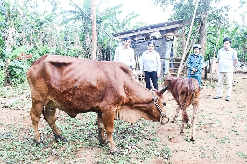 trien khai quyet liet cac giai phap phong, chong benh viem da noi cuc tren trau, bo hinh anh 1