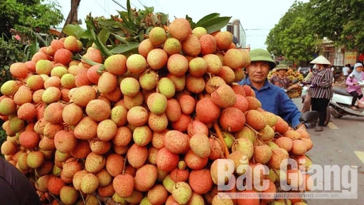 Bắc Giang xuất khẩu 15 tấn vải thiều sang thị trường Nhật Bản | VOV.VN