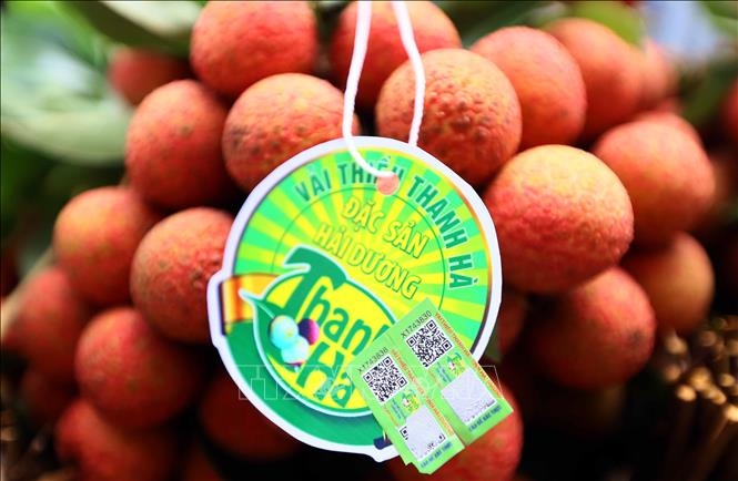 hai duong to host teleconference to promote thanh ha lychee consumption picture 1