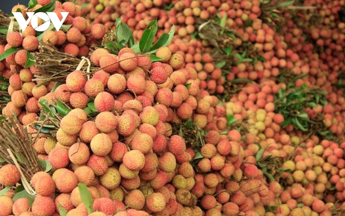 japan permits vietnamese agency to supervise lychee exports picture 1