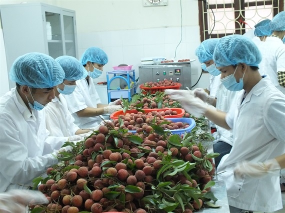 five local firms to export lychees to japan picture 1