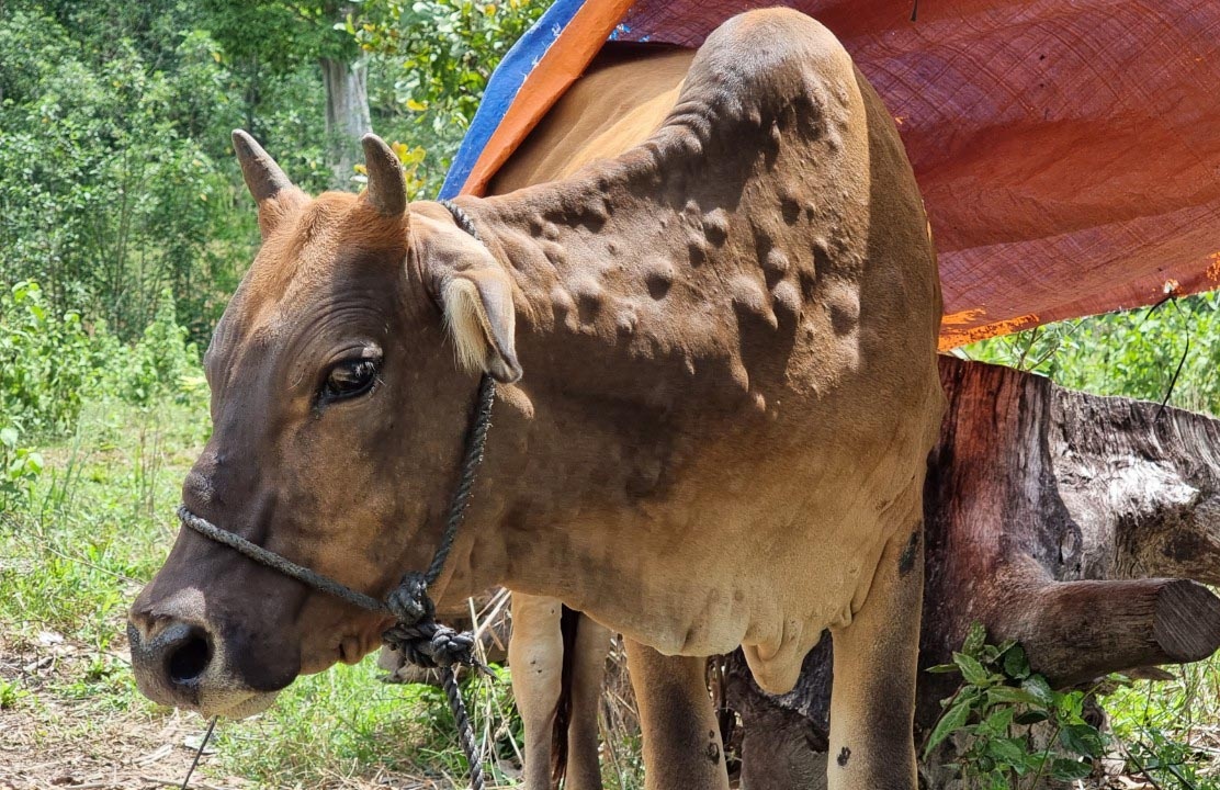 1 trong 3 con bò bị bệnh bệnh viêm da nổi cục ở làng Điek Tem, xã Ngọc Tem, huyện Kon Plông.