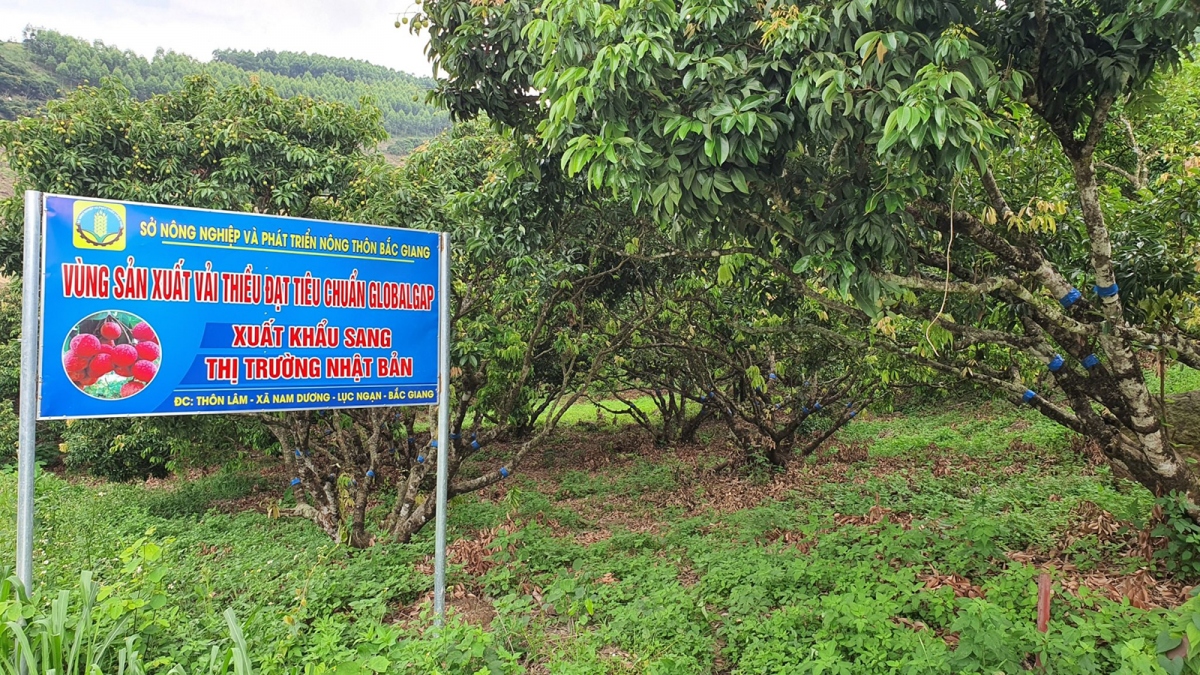 Mùa thu hoạch vải thiều đặc sản Lục Ngạn, tỉnh Bắc Giang đang đến gần, dự báo, năm nay sản lượng vải thiều nhận định sẽ cao hơn những năm trước.