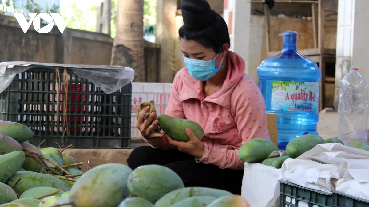 chinese consumers taste vietnamese mangoes picture 1