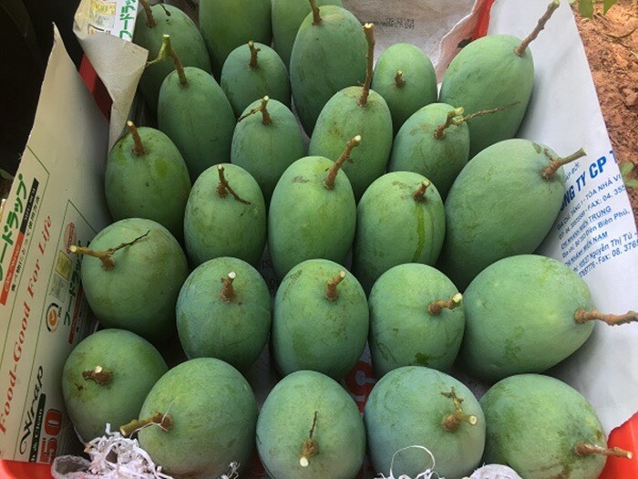 Chinese consumers taste Vietnamese mangoes
