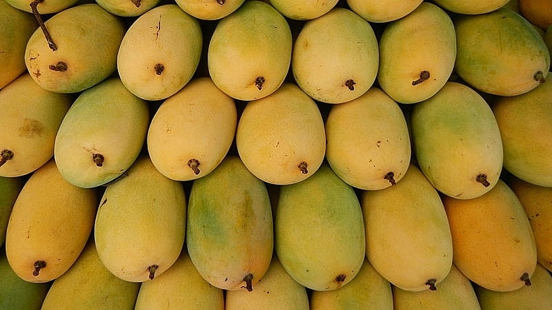 local firms urged to increase market shares of mangoes in us market picture 1
