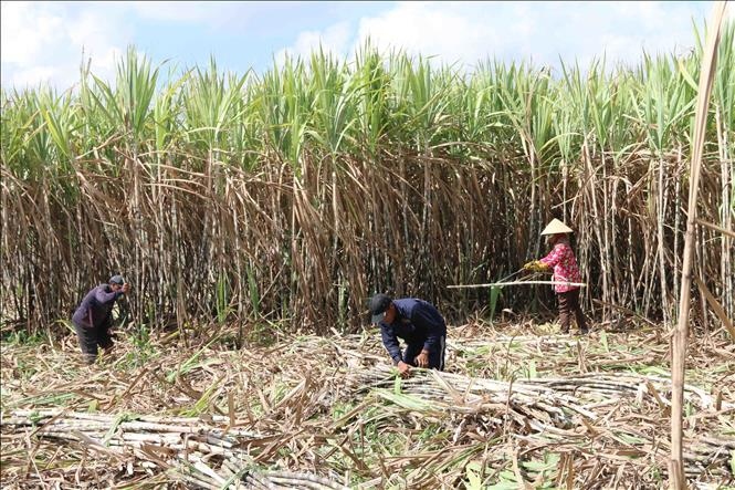 vietnam imposes anti-dumping and anti-subsidy tax on thai sugar picture 1