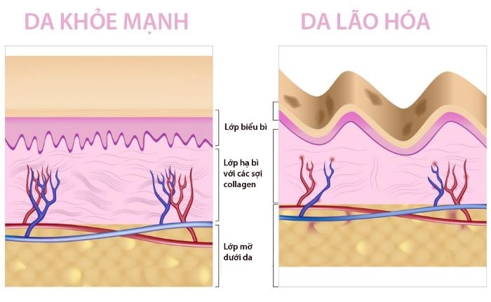 bien phap de thuc hien giup lam cham lao hoa da hinh anh 1