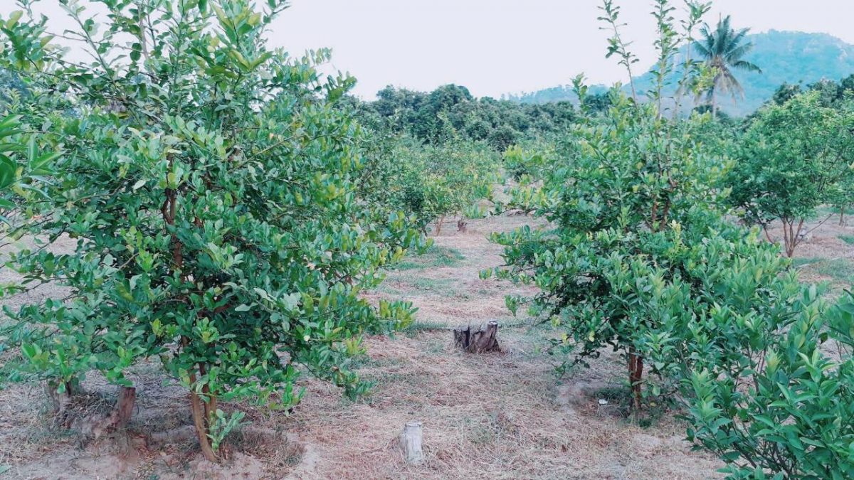 Loại lá bình thường ở Việt Nam, ra nước ngoài lên đến hơn 6 triệu đồng/kg