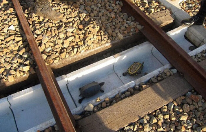 Đường ray xe lửa ở Nhật Bản có lối đi đặc biệt cho rùa.