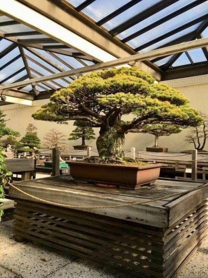 Cây bonsai 400 năm tuổi này đã sống sót sau vụ đánh bom ở Hiroshima ở Nhật Bản.