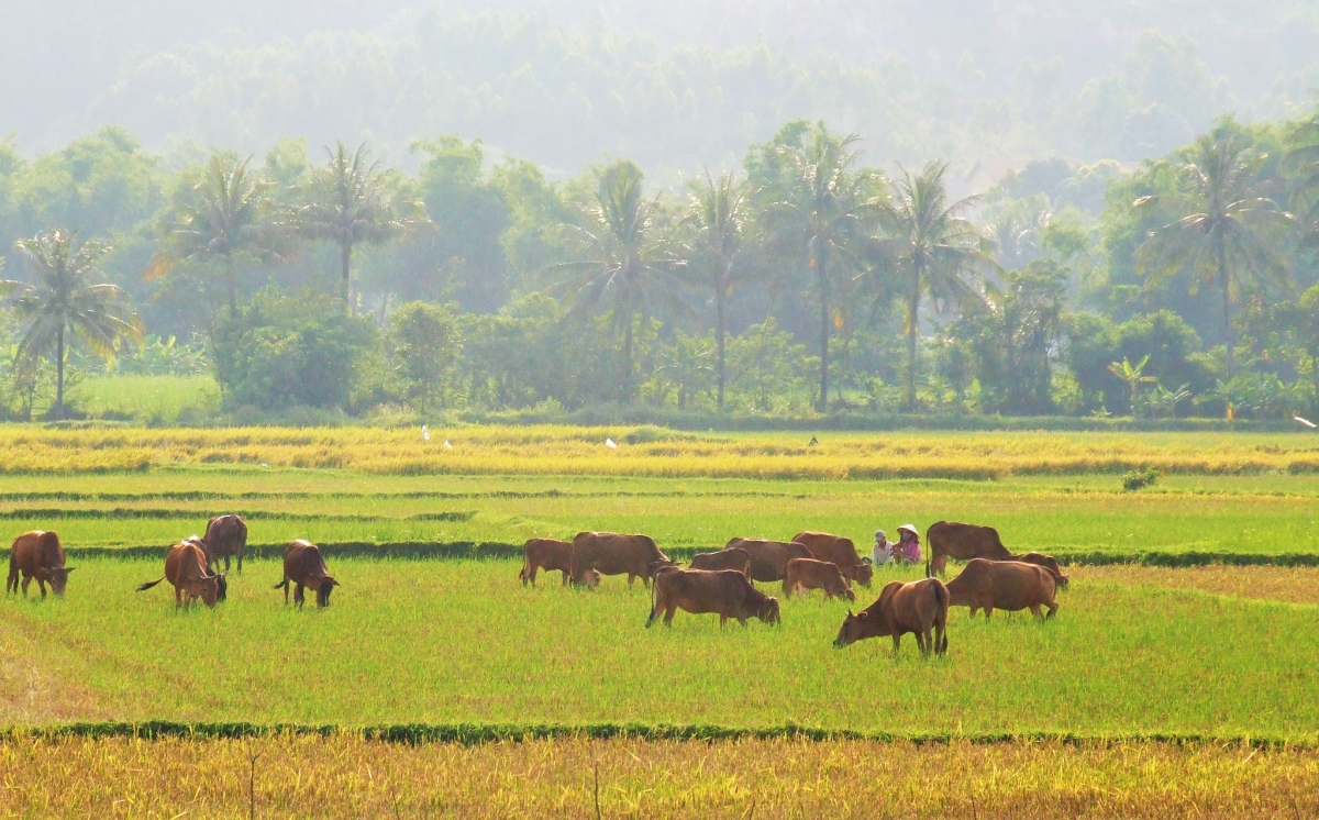 Hai người chận bò (chăn bò) thư thả ngồi canh đàn bò nhẩn nhơ gặm chân rạ sau mùa cắt lúa ở TT.Chí Thạnh, H.Tuy An. Đường QL1 từ Quy Nhơn đi Tuy Hòa qua khu vực này, hai bên là cánh đồng, mùa lúa chín vàng ruộm, nhộn nhịp cảnh thu hoạch, đông đúc những đàn gia súc.