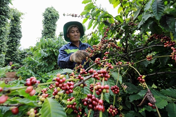 winners of vietnam specialty coffee competition announced picture 1 winners of vietnam specialty coffee competition announced picture 1