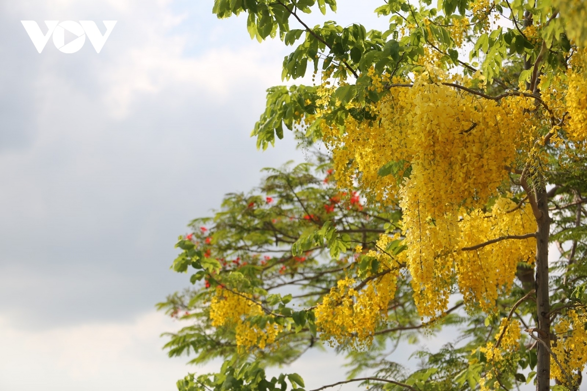 muong hoang yen shows off beauty in hanoi picture 16