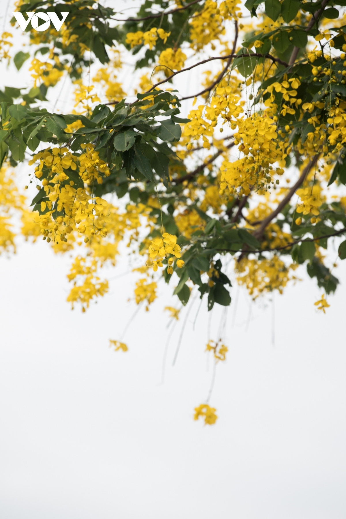 muong hoang yen shows off beauty in hanoi picture 6