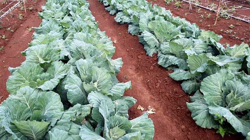 Sản xuất rau sạch hướng tới nền nông nghiệp hiện đại và bền vững  Đài Phát  thanh và Truyền hình Điện Biên
