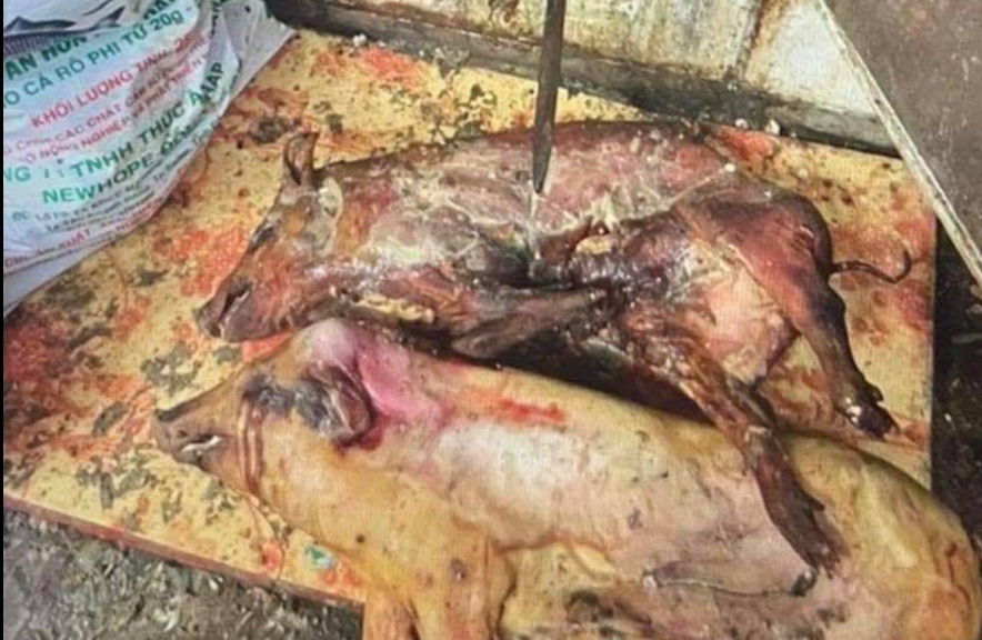 Hơn 30 con lợn được phát hiện trong tủ bảo quản bốc mùi hôi thối