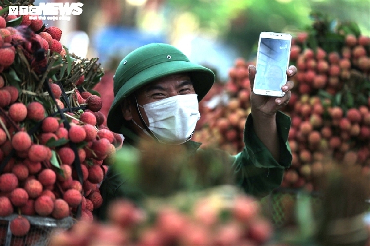 exploring the lychee capital of vietnam in harvest season picture 9