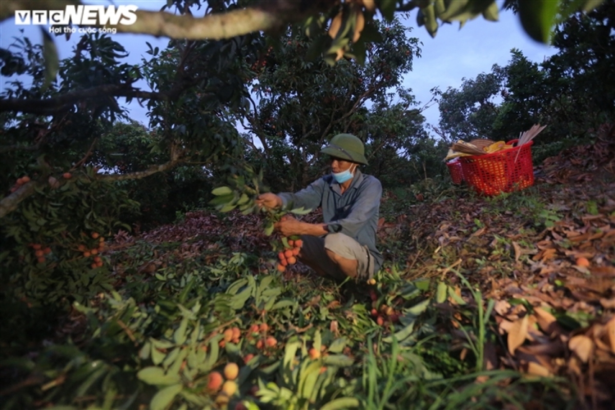 exploring the lychee capital of vietnam in harvest season picture 1