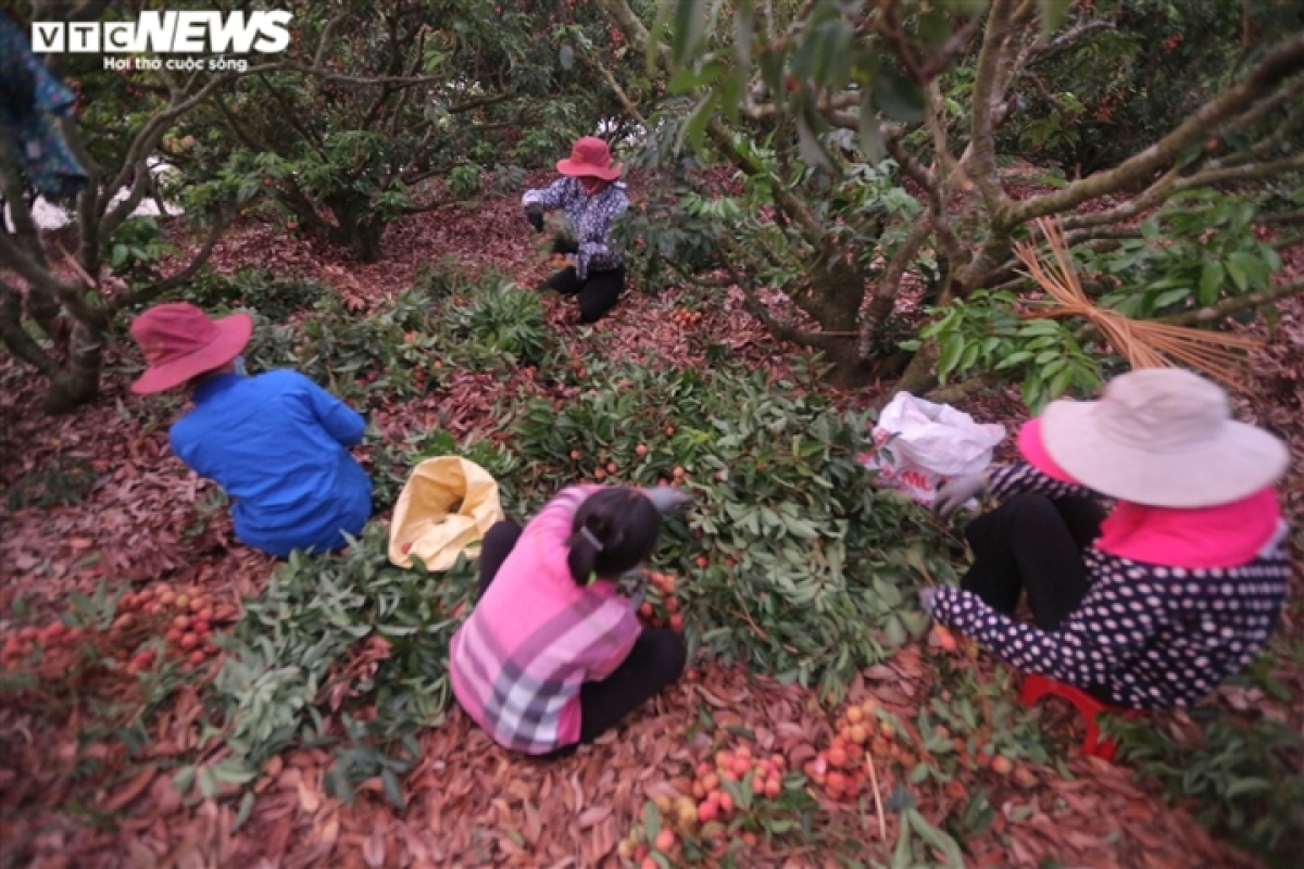 exploring the lychee capital of vietnam in harvest season picture 2