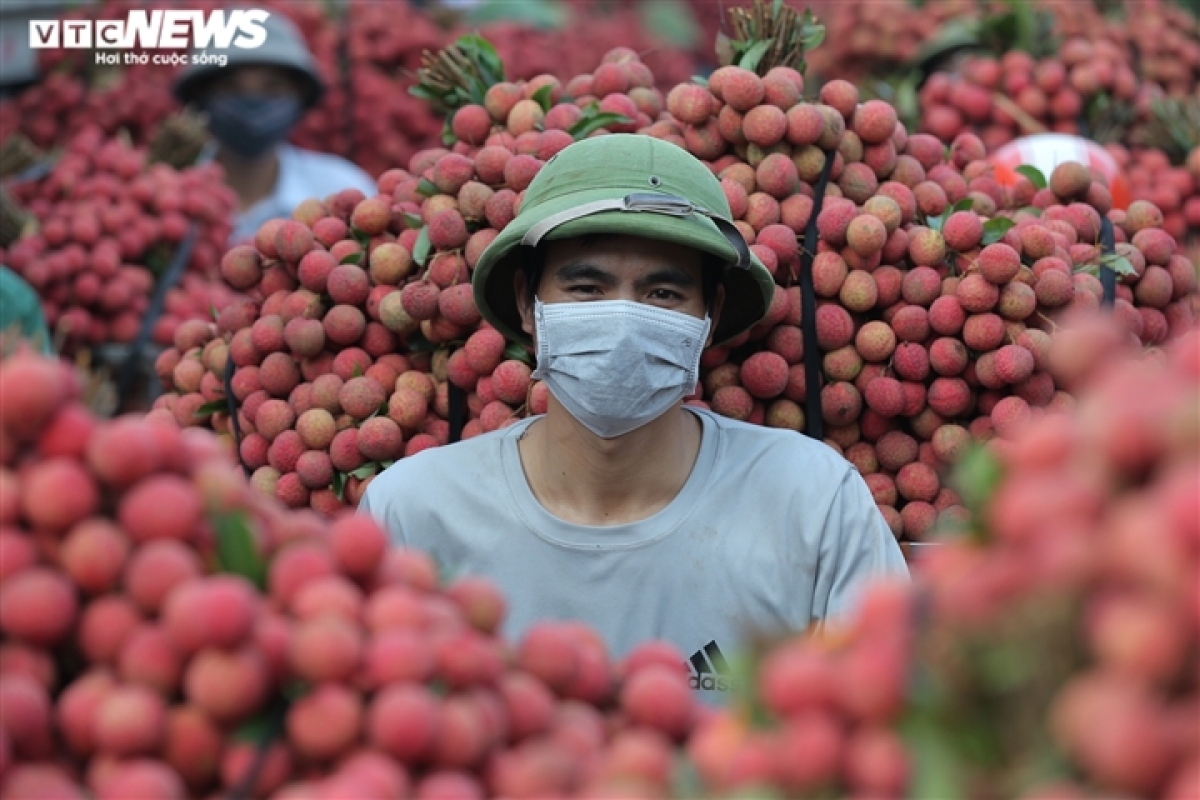 exploring the lychee capital of vietnam in harvest season picture 5