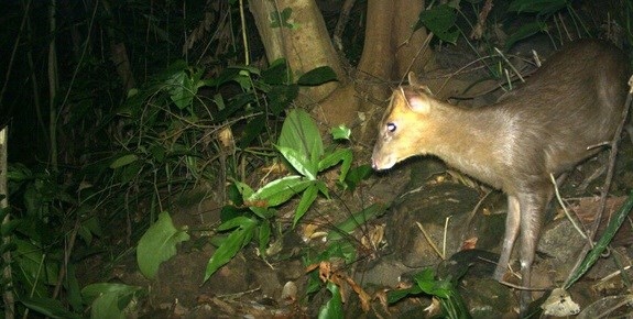 thua thien-hue endangered muntjacs spotted in phong dien nature reserve picture 1