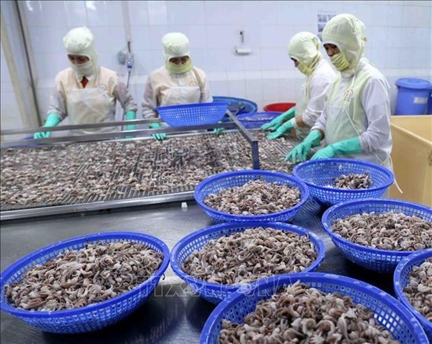 squid, octopus exports to china on the rise picture 1