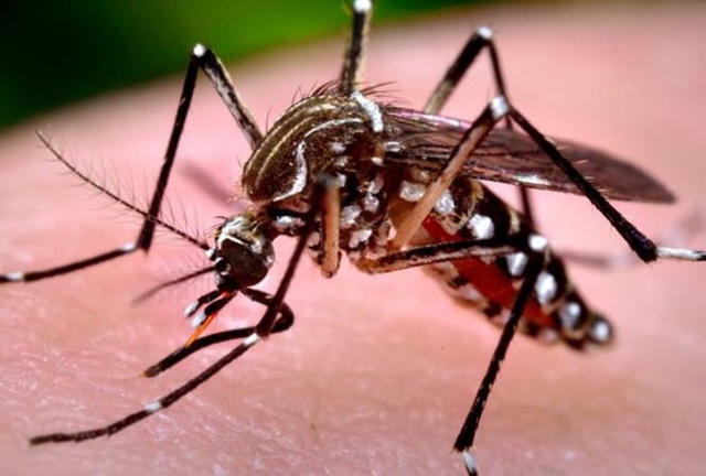 Hanoi aims to prevent spread of dengue fever