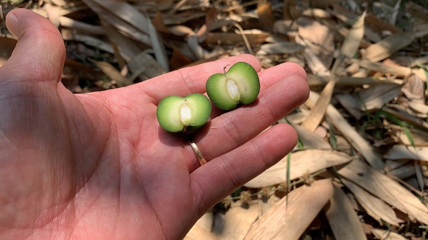 nhung loai qua hiem gap, gia dat nhung ai cung muon mua ve an thu hinh anh 5