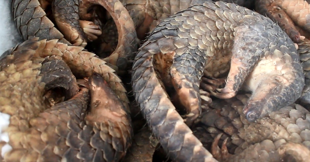 man jailed for storing 780 kg of african pangolin scales picture 1