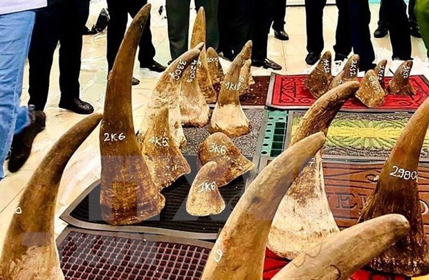 vietnam hands over rhino horn dna samples to south africa picture 1