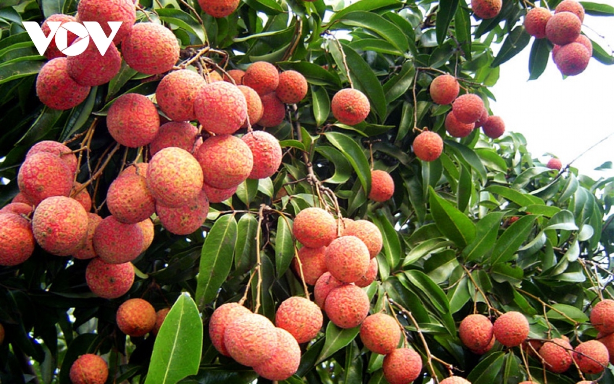 hai duong exports lychee to thailand for first time picture 1