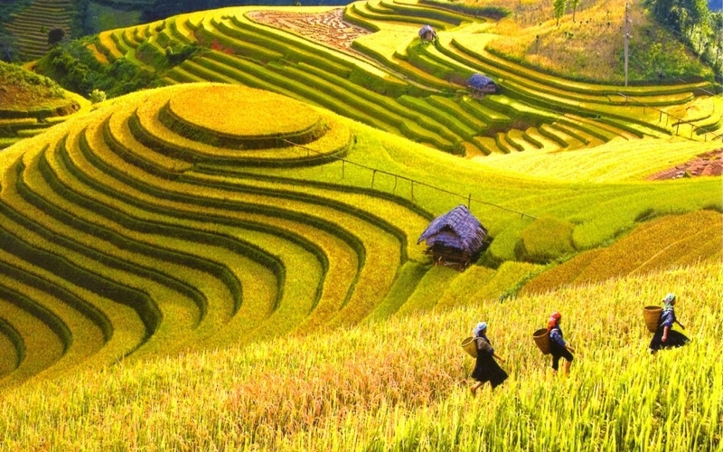Hoang Su Phi terraced fields to be spotlighted in culture week