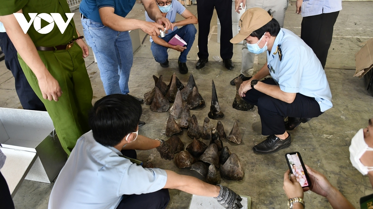 big shipment of rhino horns, wild animal bones seized in da nang picture 1