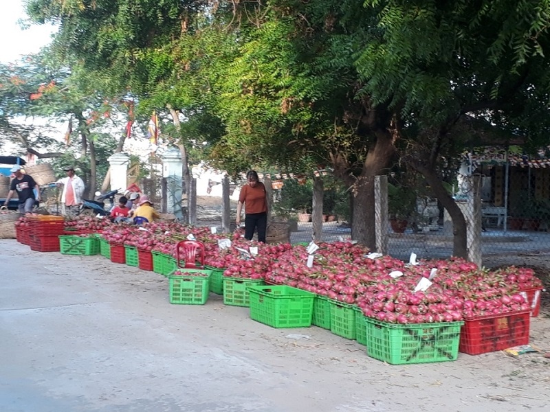 Bình Thuận tìm đầu ra cho trái thanh long