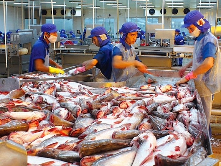 pangasius exports surge in first half despite covid-19 challenges picture 1
