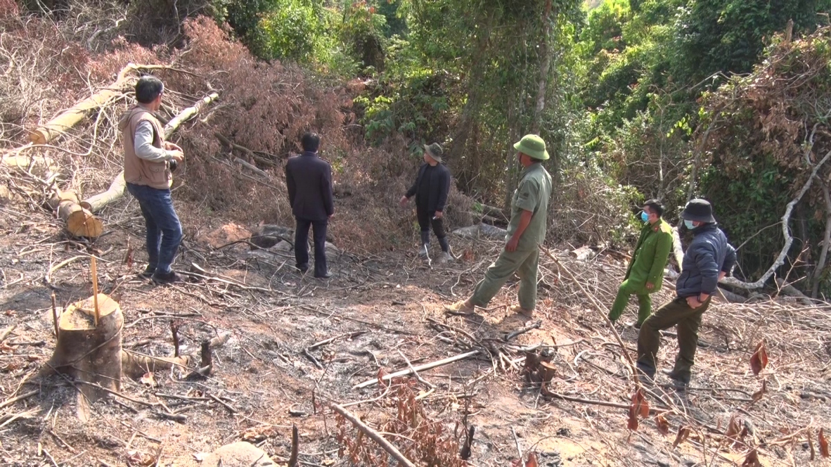 pha rung phong ho o Da lat, 2 doi tuong bi xu phat 200 trieu dong hinh anh 1