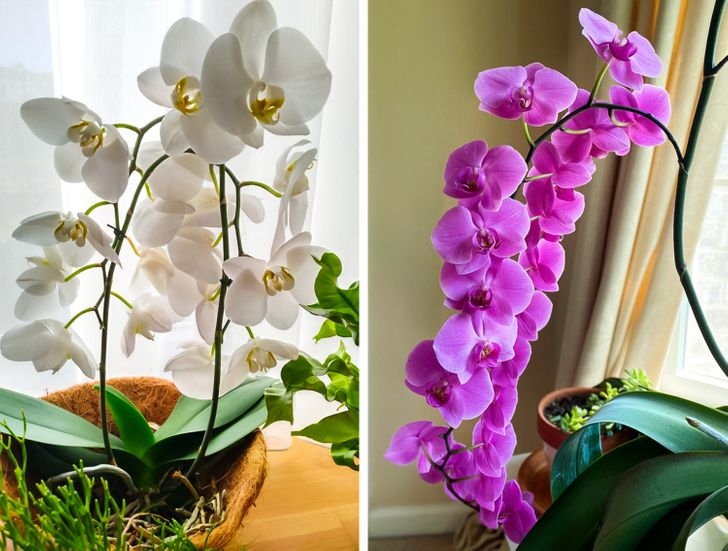 10 loại cây trồng giúp nhà thêm xinh xắn vừa mang lại giấc ngủ ngon hình ảnh 3 10 loai cay trong giup nha them xinh xan vua mang lai giac ngu ngon hinh anh 3