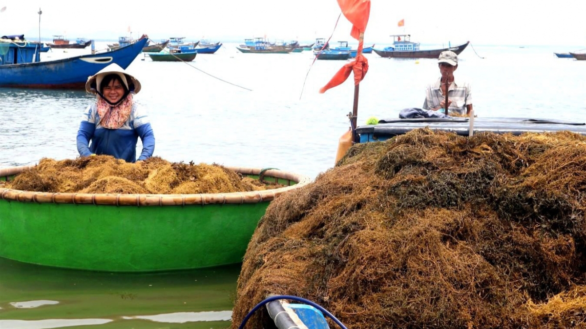 Vớt rong dưới đáy biển sâu, kiếm tiền triệu mỗi ngày