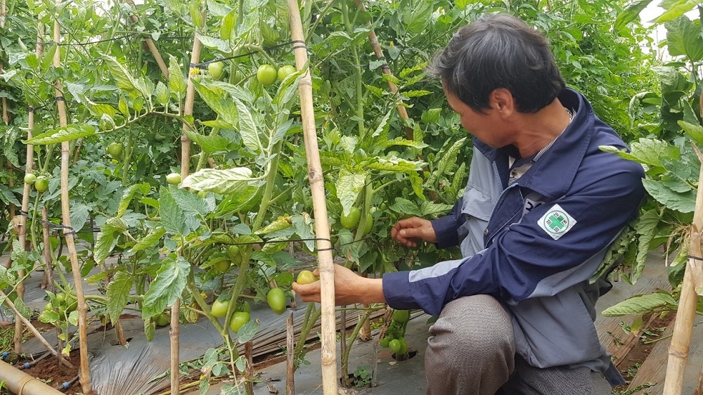 Cần giải pháp căn cơ, sát thực tiễn hơn cho tiêu thụ nông sản