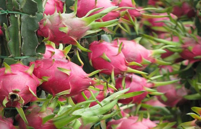 Vietnamese dragon fruit favourite with Australian consumers