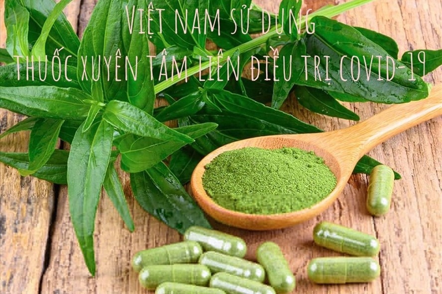 vietnam prescribes asian herb andrographis for covid-19 treatment picture 1