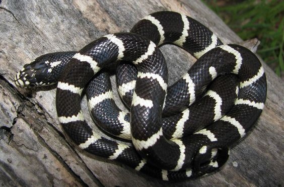 Bị rắn độc cắn khi đang ngủ, cô gái 21 tuổi ở Nghệ An tử vong | VOV.VN