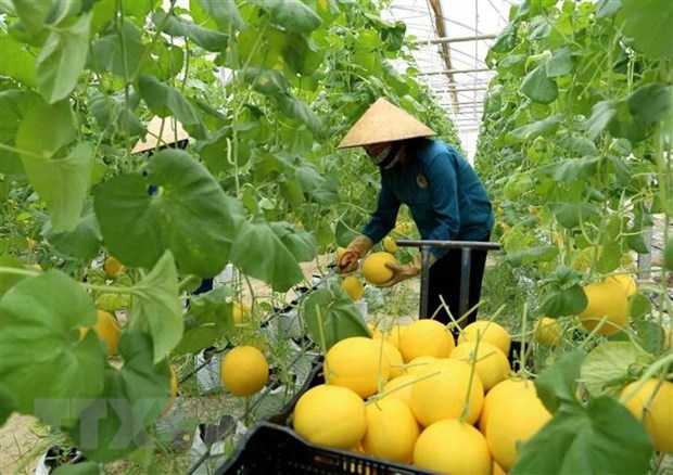 australia helps vietnam develop hi-tech agriculture picture 1