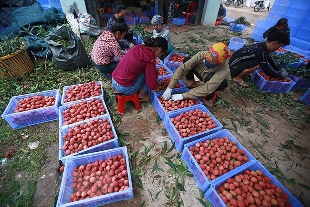 gi certificate a booster for lychee exports picture 1