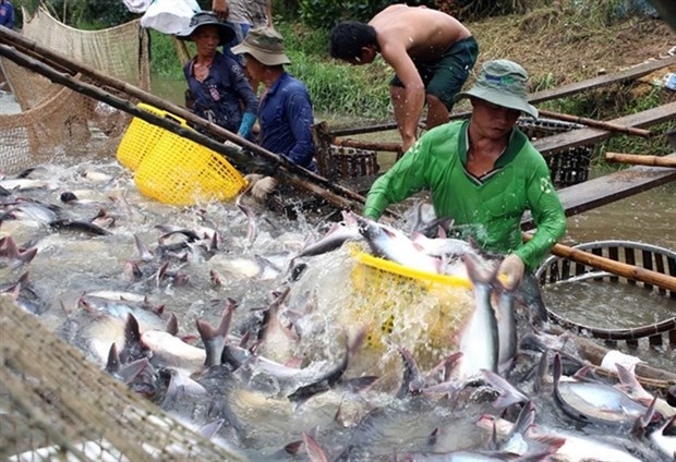 over 20 vietnamese basa fish exporters withdraw from eu market picture 1