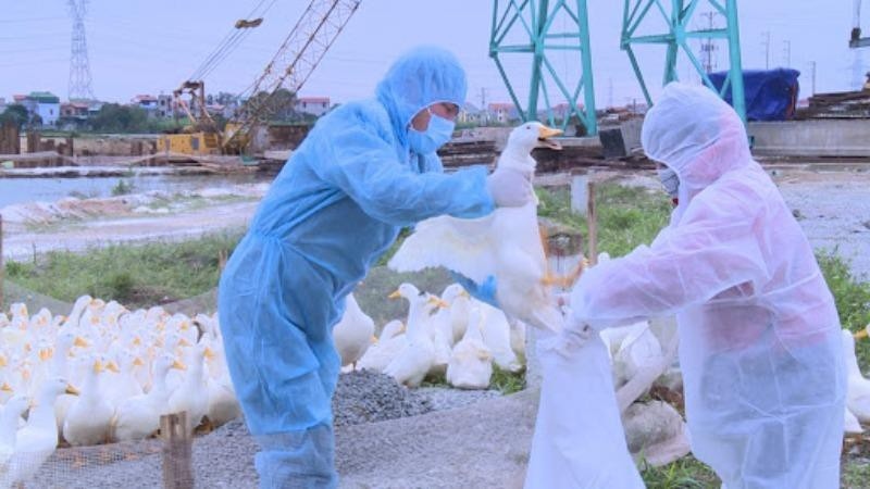 bird flu outbreak recorded in northern vietnam picture 1