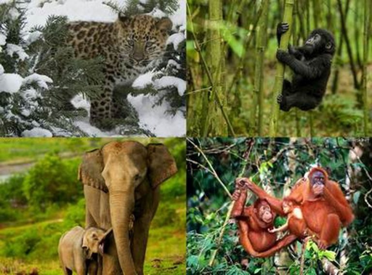 21 organisations and individuals to be honoured for contributions to wildlife conservation picture 1